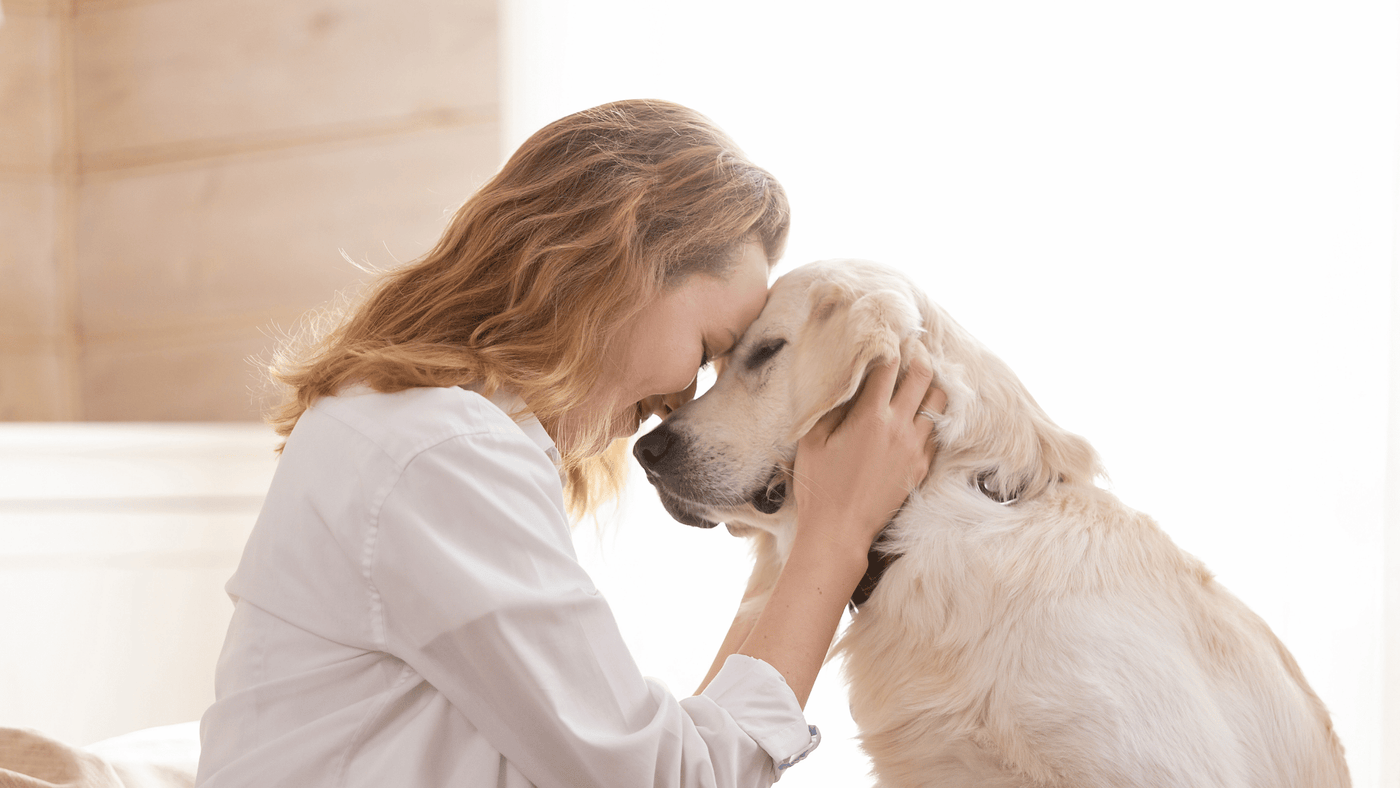 Moving abroad with a pet: documents UK owners should check